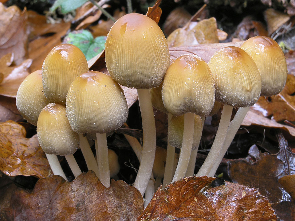 Гнойовик мерехтливий - Coprinus micaceus (Fr.)
